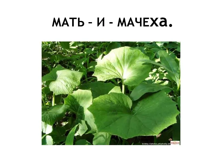 МАТЬ – И - МАЧЕха.