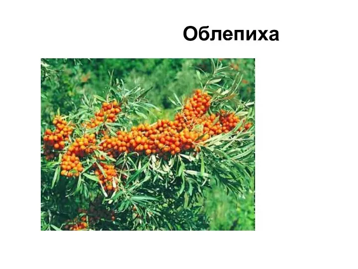 Облепиха