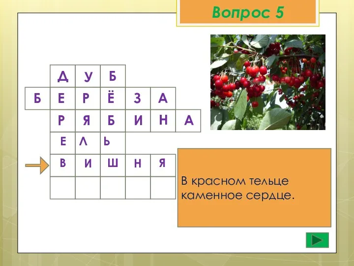 Вопрос 5 Д У Б В красном тельце каменное сердце.