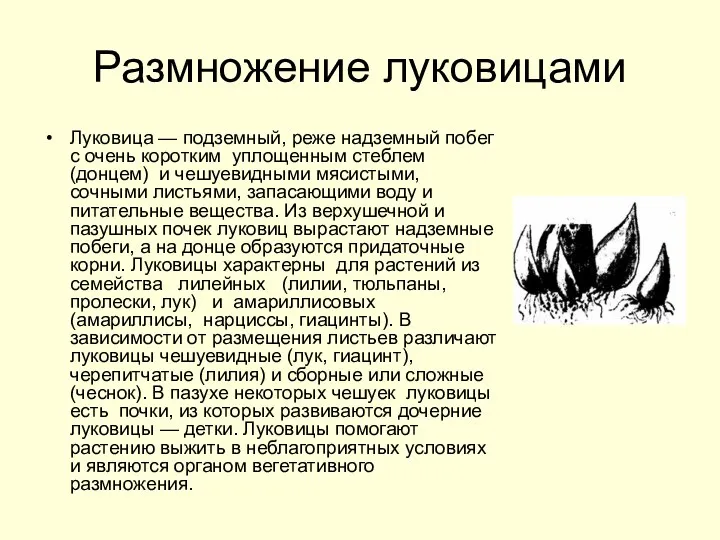 Размножение луковицами Луковица — подземный, реже надземный побег с очень