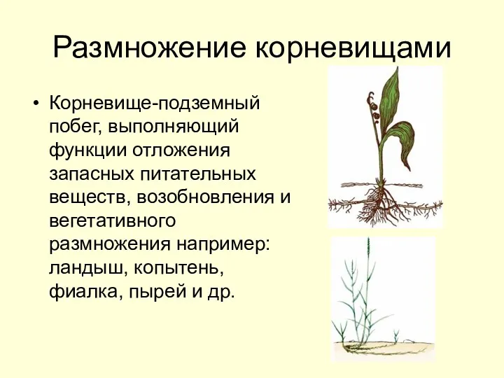 Размножение корневищами Корневище-подземный побег, выполняющий функции отложения запасных питательных веществ,