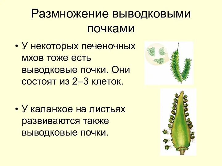 Размножение выводковыми почками У некоторых печеночных мхов тоже есть выводковые