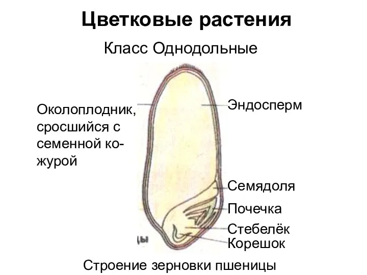 Цветковые растения Класс Однодольные Околоплодник, сросшийся с семенной ко- журой Эндосперм Семядоля Почечка