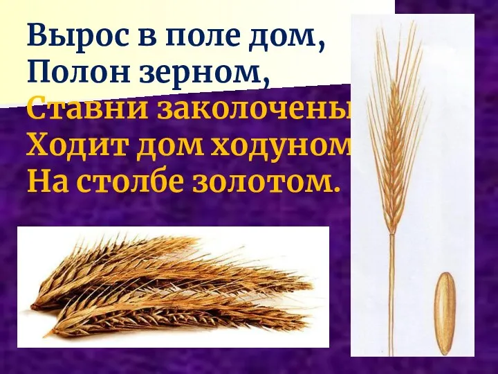 Вырос в поле дом, Полон зерном, Ставни заколочены Ходит дом ходуном На столбе золотом.