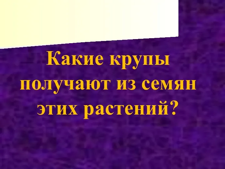 Какие крупы получают из семян этих растений?