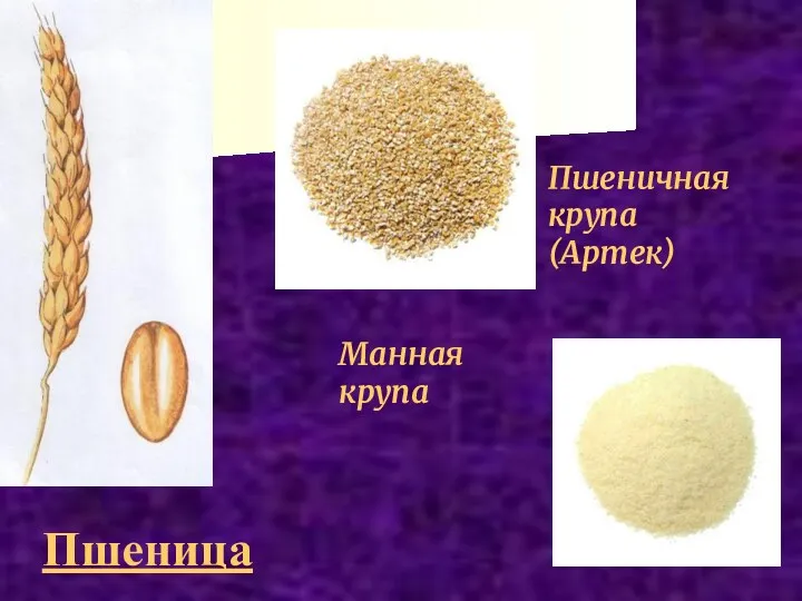 Пшеница Пшеничная крупа (Артек) Манная крупа