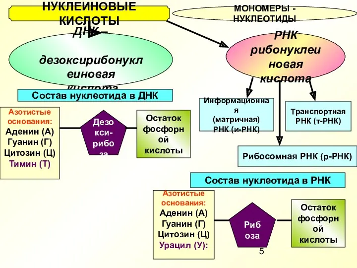 НУКЛЕИНОВЫЕ КИСЛОТЫ МОНОМЕРЫ - НУКЛЕОТИДЫ ДНК – дезоксирибонуклеиновая кислота РНК