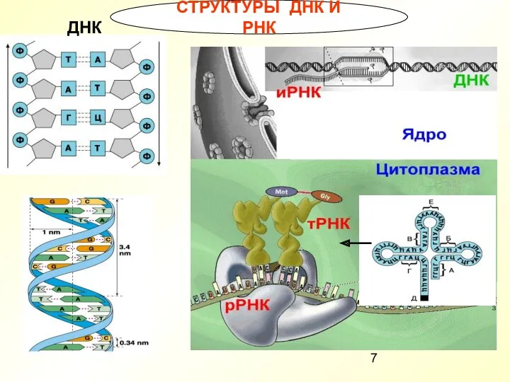 СТРУКТУРЫ ДНК И РНК ДНК