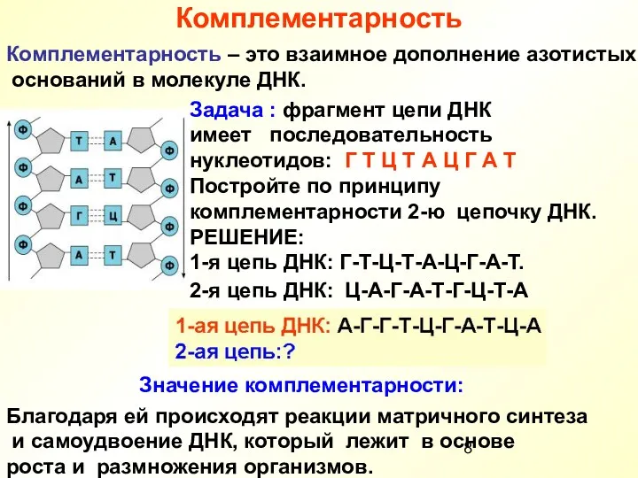 Комплементарность Комплементарность – это взаимное дополнение азотистых оснований в молекуле