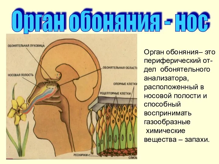 Орган обоняния - нос Орган обоняния– это периферический от-дел обонятельного