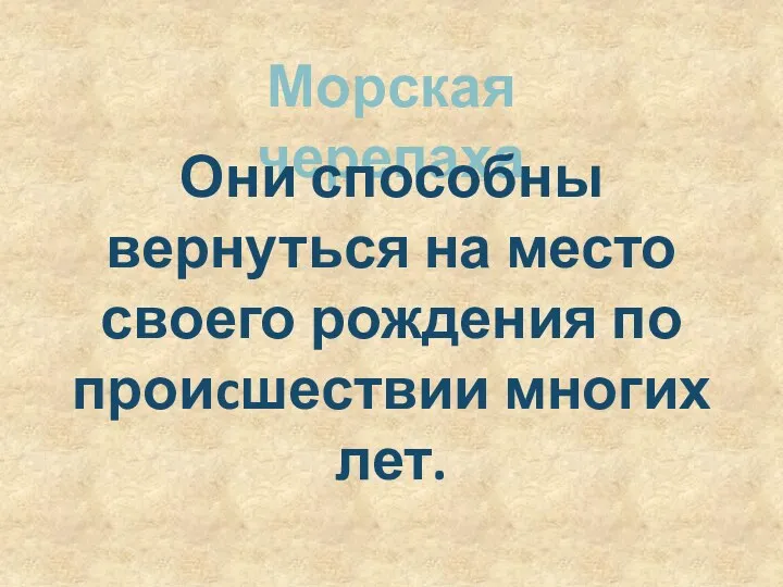 Морская черепаха Они способны вернуться на место своего рождения по проиcшествии многих лет.