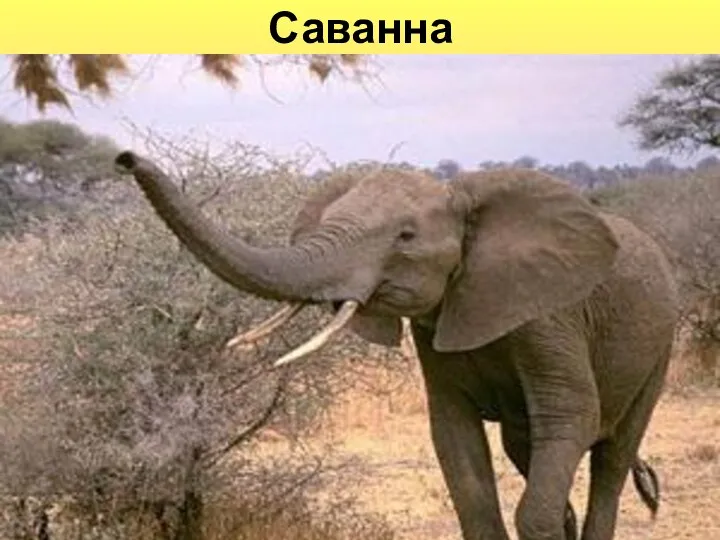 Саванна