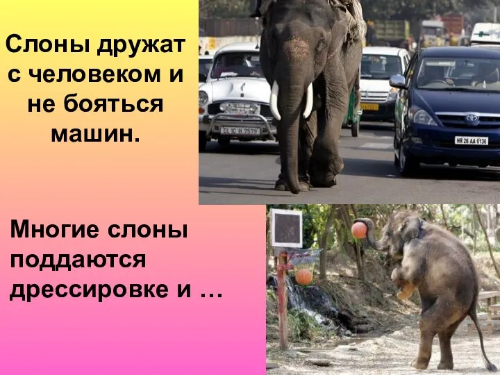 Слоны дружат с человеком и не бояться машин. Многие слоны поддаются дрессировке и …