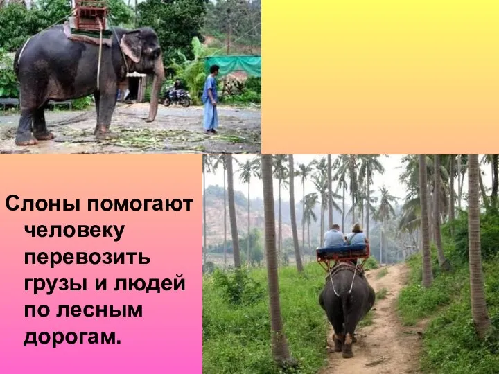 Слоны помогают человеку перевозить грузы и людей по лесным дорогам.