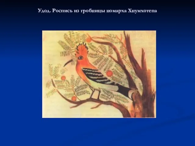 Удод. Роспись из гробницы номарха Хнумхотепа