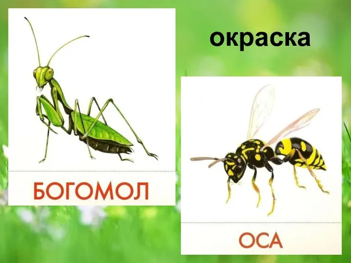 окраска