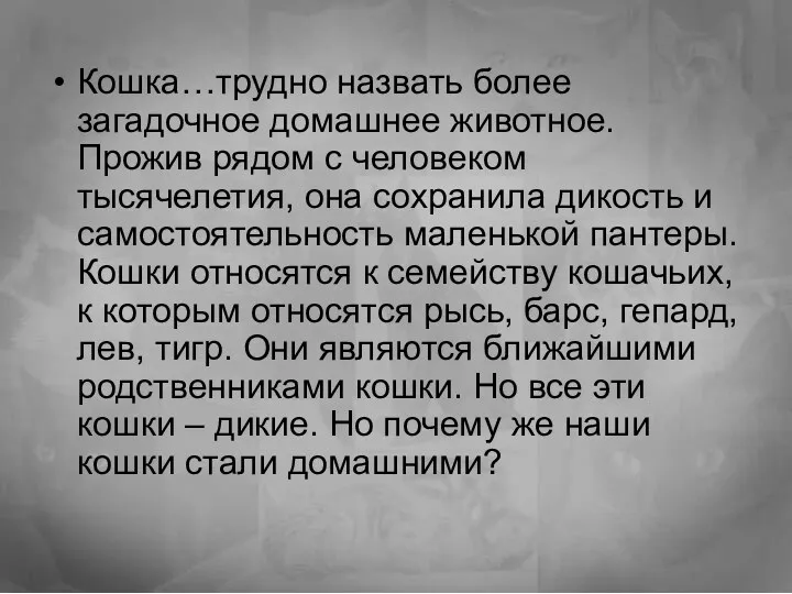 Кошка…трудно назвать более загадочное домашнее животное. Прожив рядом с человеком