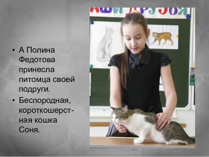 А Полина Федотова принесла питомца своей подруги. Беспородная, короткошерст-ная кошка Соня.