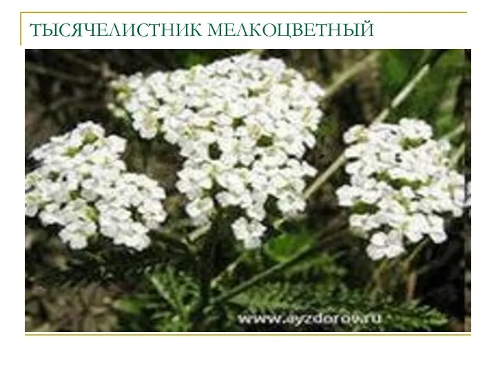 ТЫСЯЧЕЛИСТНИК МЕЛКОЦВЕТНЫЙ