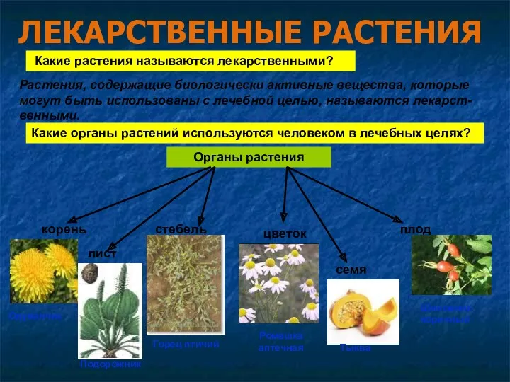 Какие растения называются лекарственными? Растения, содержащие биологически активные вещества, которые