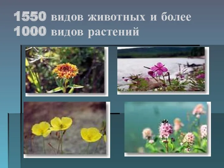 1550 видов животных и более 1000 видов растений