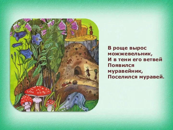 В роще вырос можжевельник, И в тени его ветвей Появился муравейник, Поселился муравей.