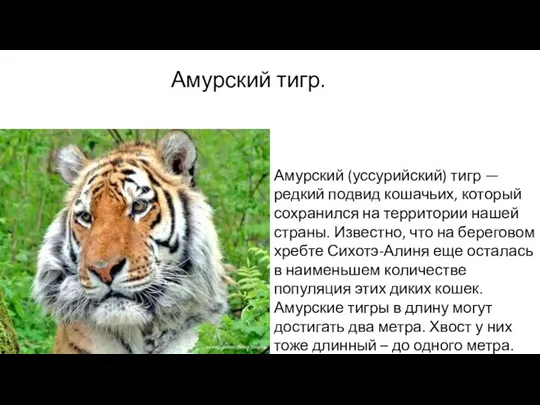 Амурский тигр. Амурский (уссурийский) тигр — редкий подвид кошачьих, который