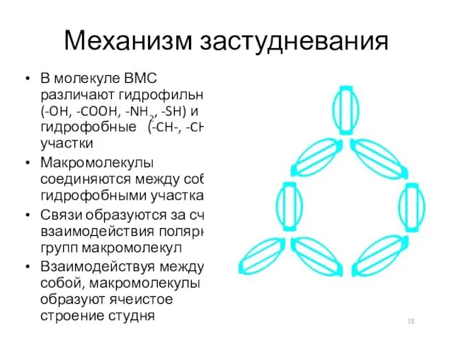 Механизм застудневания В молекуле ВМС различают гидрофильные (-OH, -COOH, -NH2,