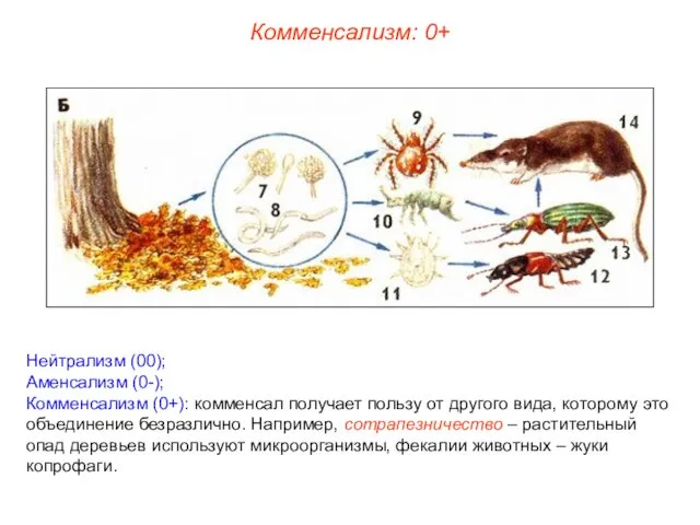 Нейтрализм (00); Аменсализм (0-); Комменсализм (0+): комменсал получает пользу от