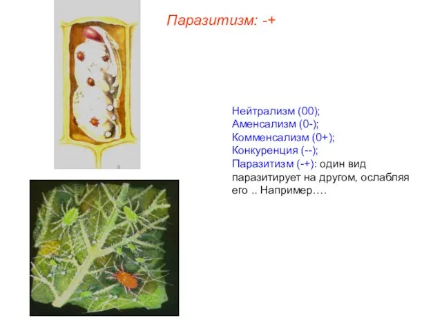 Нейтрализм (00); Аменсализм (0-); Комменсализм (0+); Конкуренция (--); Паразитизм (-+):