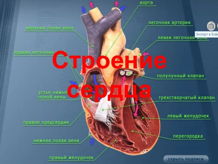 Строение сердца