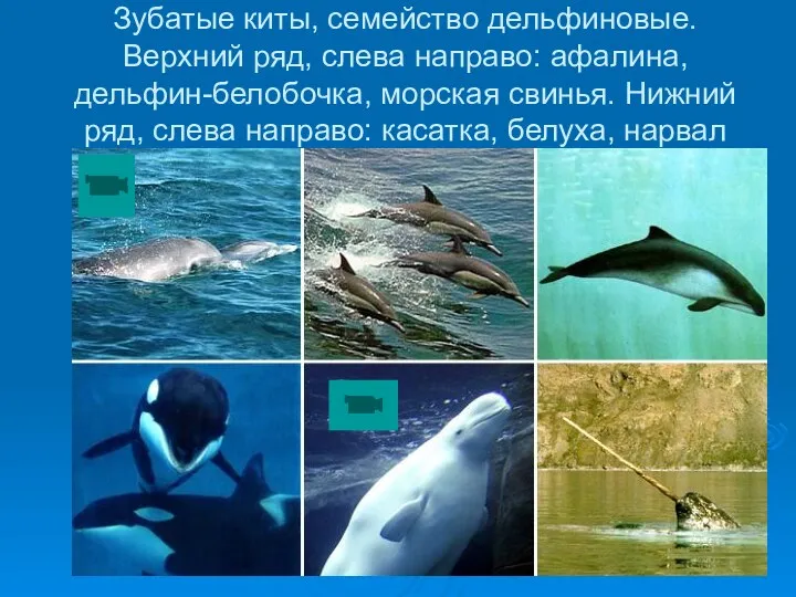 Зубатые киты, семейство дельфиновые. Верхний ряд, слева направо: афалина, дельфин-белобочка, морская свинья. Нижний