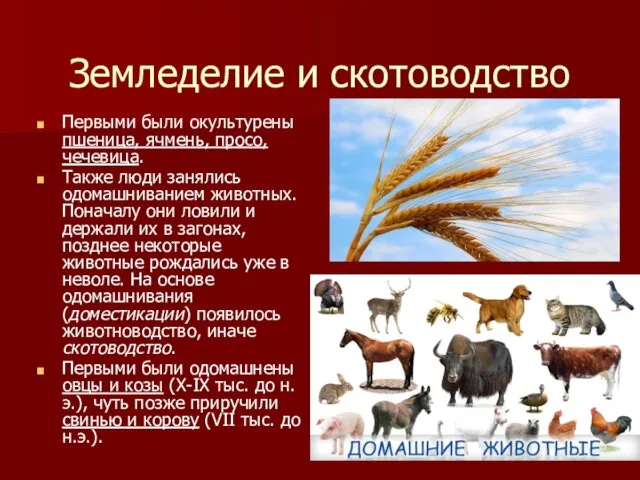 Земледелие и скотоводство Первыми были окультурены пшеница, ячмень, просо, чечевица.