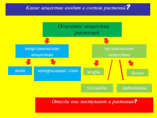 Основные вещества растений неорганические вещества вода минеральные соли органические вещества