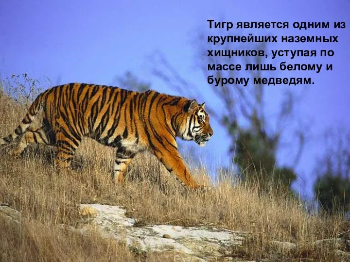 Тигр является одним из крупнейших наземных хищников, уступая по массе