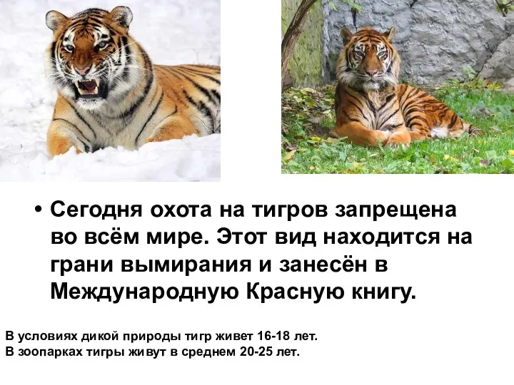 Сегодня охота на тигров запрещена во всём мире. Этот вид