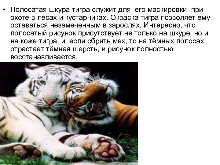 Полосатая шкура тигра служит для его маскировки при охоте в