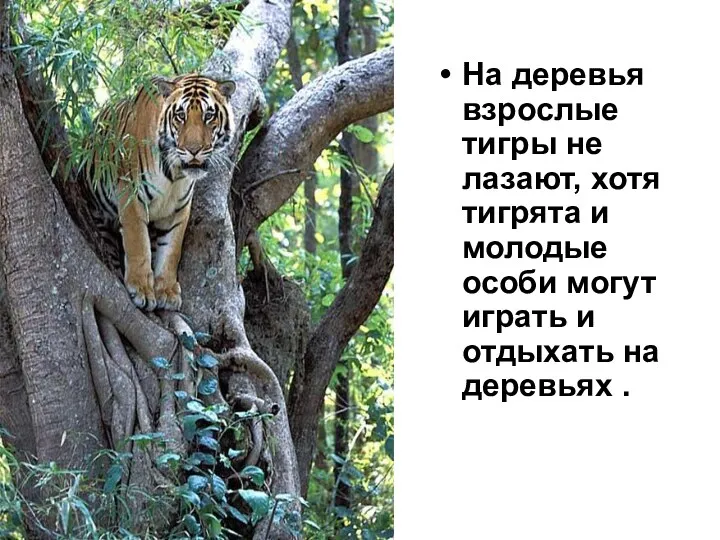 На деревья взрослые тигры не лазают, хотя тигрята и молодые