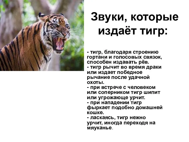 Звуки, которые издаёт тигр: - тигр, благодаря строению гортани и