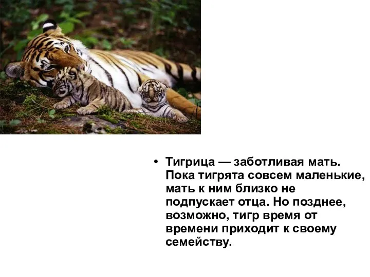 Тигрица — заботливая мать. Пока тигрята совсем маленькие, мать к