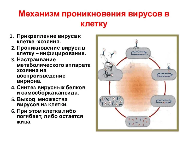 Механизм проникновения вирусов в клетку Прикрепление вируса к клетке -хозяина.