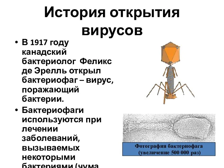 История открытия вирусов В 1917 году канадский бактериолог Феликс де