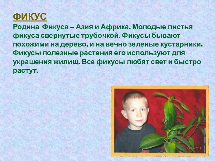 Фикус Родина Фикуса – Азия и Африка. Молодые листья фикуса