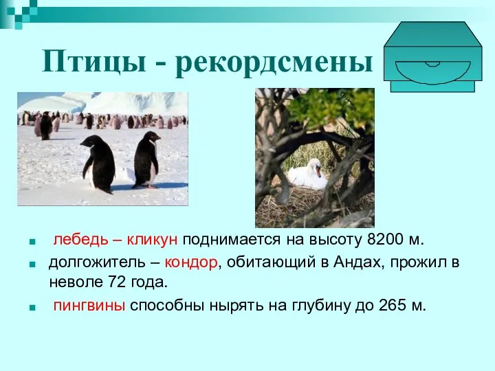 Птицы - рекордсмены лебедь – кликун поднимается на высоту 8200