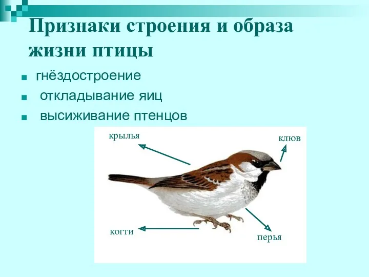 Признаки строения и образа жизни птицы гнёздостроение откладывание яиц высиживание птенцов перья клюв когти крылья