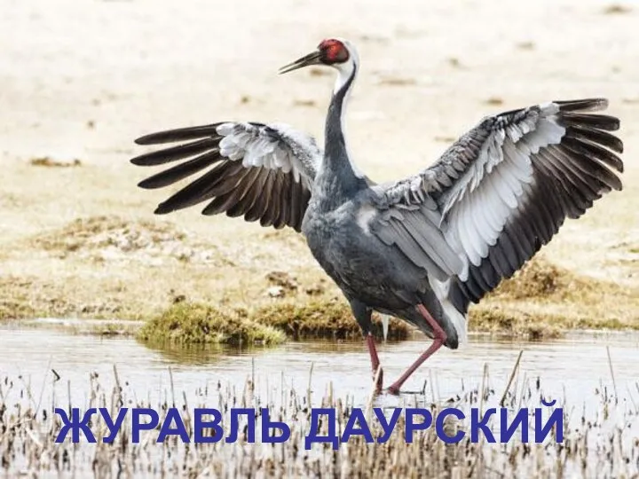 ЖУРАВЛЬ ДАУРСКИЙ