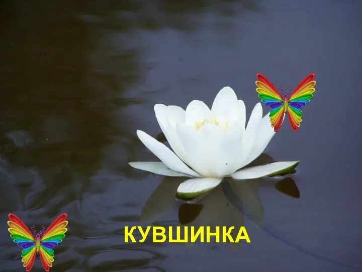 КУВШИНКА