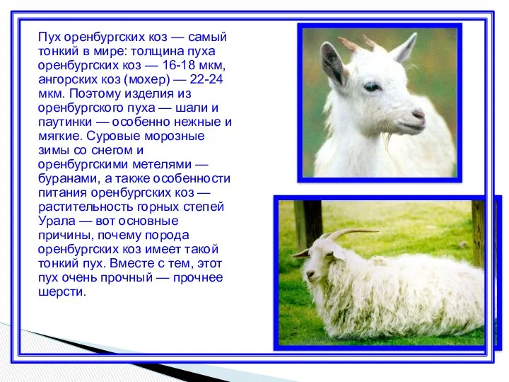Пух оренбургских коз — самый тонкий в мире: толщина пуха оренбургских коз —