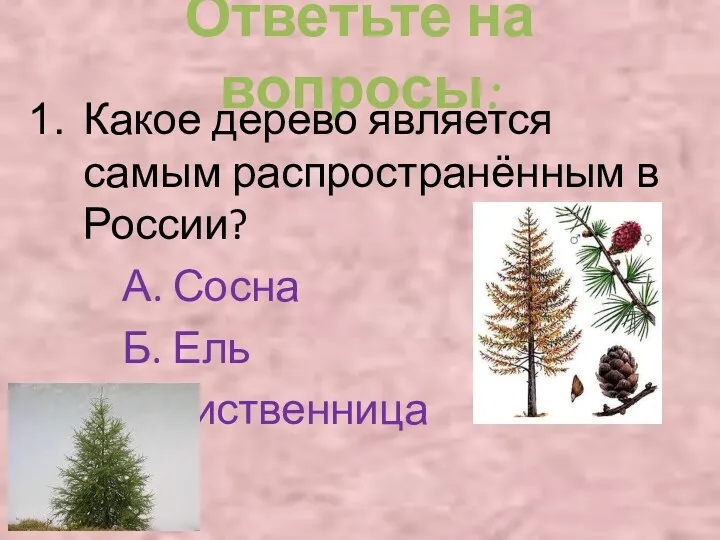 Ответьте на вопросы: Какое дерево является самым распространённым в России? А. Сосна Б. Ель В.Лиственница