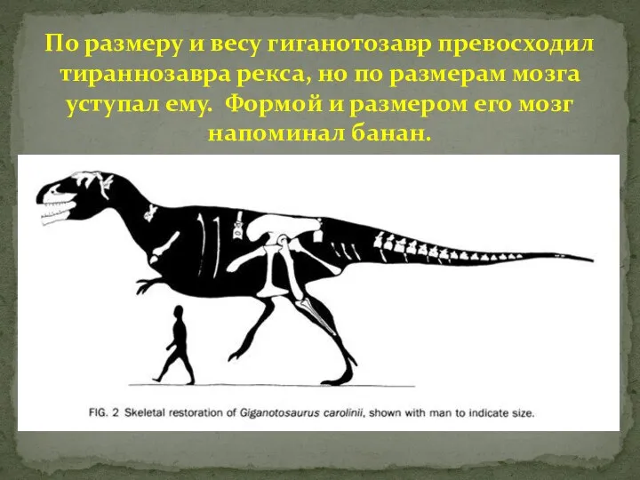 По размеру и весу гиганотозавр превосходил тираннозавра рекса, но по